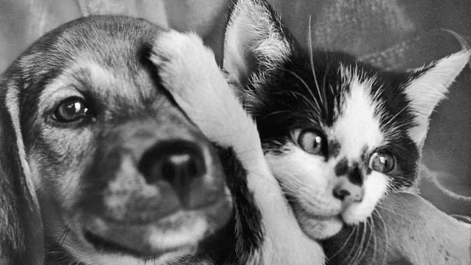 A puppy and kitten wait for adoption at Methuen Animal Farm in Massachusetts in 1970. - AP
