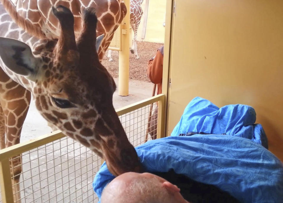 This photo released Saturday March 22, 2014 by Stichting Ambulance Wens or Ambulance Wish Foundation shows a giraffe at Blijdorp Zoo in Rotterdam giving a lick to terminally ill Mario Eijs on Wednesday March 19, 2014 . The Stichting Ambulancewens "Ambulance Wish Foundation" offers transport for terminally ill patients who cannot walk to help fulfill a last wish, in Eijs' case to be taken to the Blijdorp Zoo in Rotterdam where he worked doing odd jobs for 25 years. Eijs, who has a mental handicap, is dying of a brain tumor and has difficulty walking or speaking. (AP Photo/Stichting Ambulance Wens)