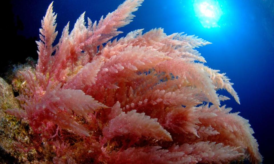 Asparagopsis, a red seaweed, in the Canary Islands.