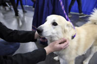 In this Saturday, Jan. 25, 2020 photo, Ghost, a Norwegian buhund, greets visitors at the American Kennel Club’s “Meet the Breeds” event in New York. Ghost is competing at the Westminster Kennel Club dog show, but he’s also a therapy dog that makes weekly rounds to see patients, staffers and visitors at a Delaware hospital, and he visits schools to serve as a nonjudgmental listener for children learning to read. (AP Photo/Jennifer Peltz)