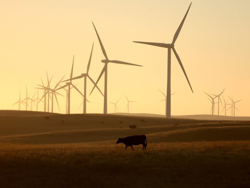 A cow grazes on a parcel of land that was recently purchased by the Silicon Valley investors near Rio Vista, California (Justin Sullivan/Getty)