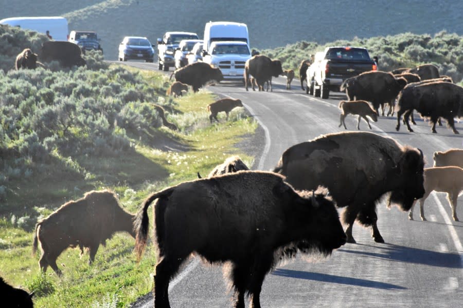Bison are seen crossing a road in Yellowstone National Park, Thursday, June 13, 2024, near Mammoth Hot Springs, Wyo. Visitors have been trying to catch a glimpse of a rare white buffalo calf that was seen in the park earlier this month. (AP Photo/Matthew Brown)