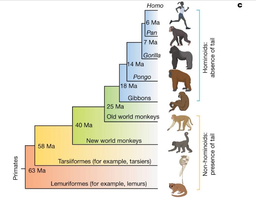 A philogenetic tree shows the evolution of primates