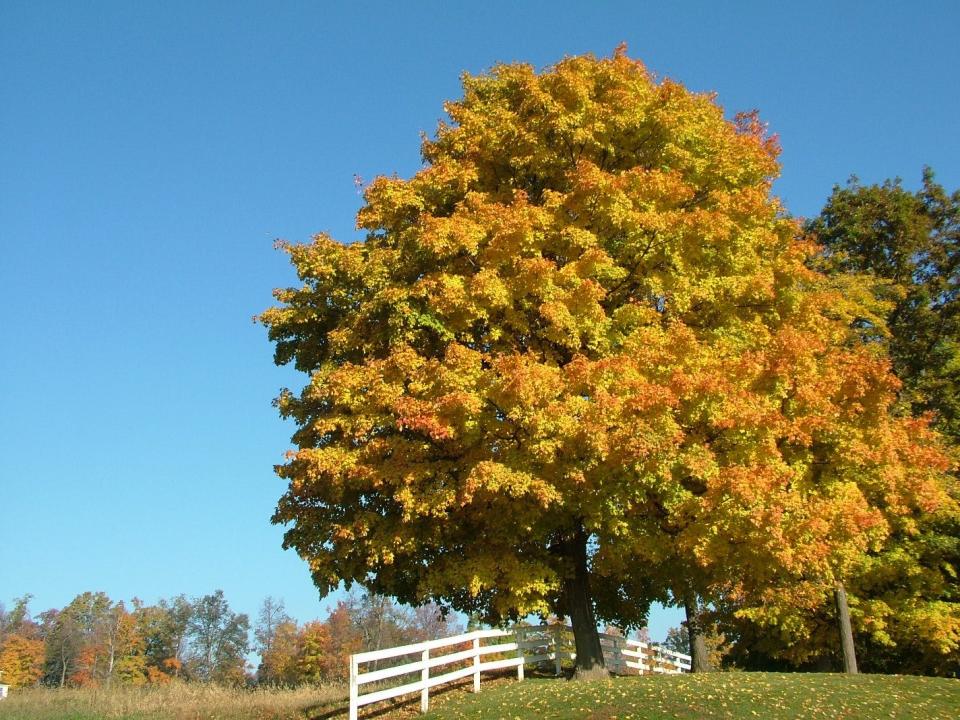 Sugar maple trees have leaves that look the the one on the Canadian flag, branches and twigs that grow in opposite directions, light gray and peeling bark, and reddish-brown buds.