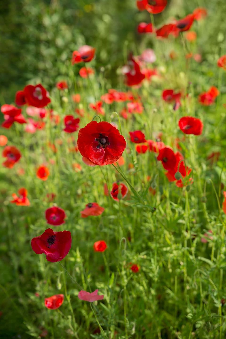 flower meanings, red poppies 