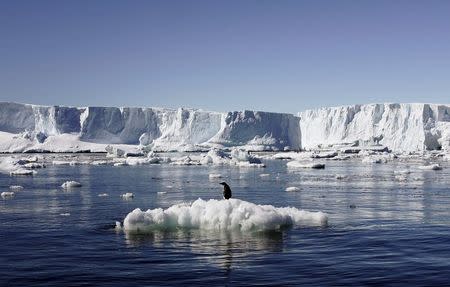 An Adelie penguin stands atop a block of melting ice near the French station at Dumont dÃ­Urville in East Antarctica in this January 23, 2010 file photo. REUTERS/Pauline Askin/Files