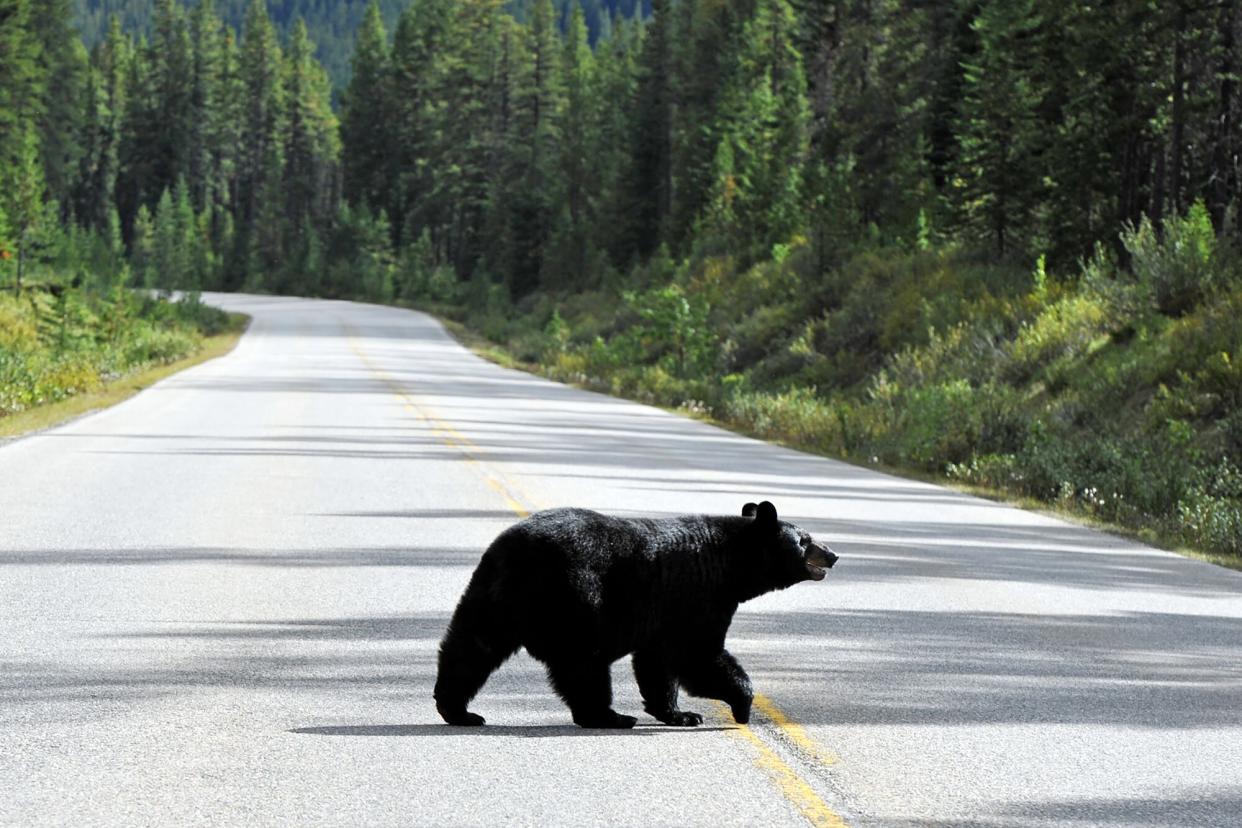 Black bear crossing road