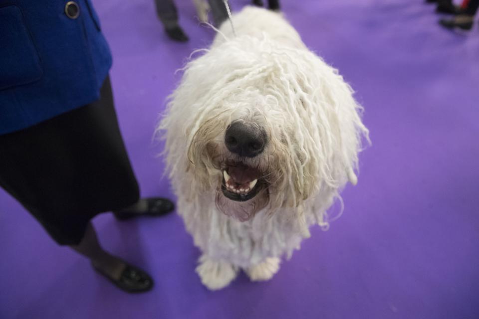 <p>Betty Boop, a komondor, is seen after competing in the 141st Westminster Kennel Club Dog Show, Tuesday, Feb. 14, 2017, in New York. (AP Photo/Mary Altaffer) </p>