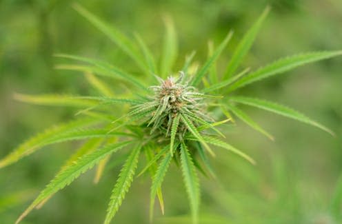 <span class="caption">Cannabis sativa.</span> <span class="attribution"><a class="link " href="https://www.shutterstock.com/download/confirm/493198567?src=SS0NkMvyy7C2VtBNWV4X9Q-1-7&size=medium_jpg" rel="nofollow noopener" target="_blank" data-ylk="slk:Kojin/Shutterstock.com;elm:context_link;itc:0;sec:content-canvas">Kojin/Shutterstock.com</a></span>