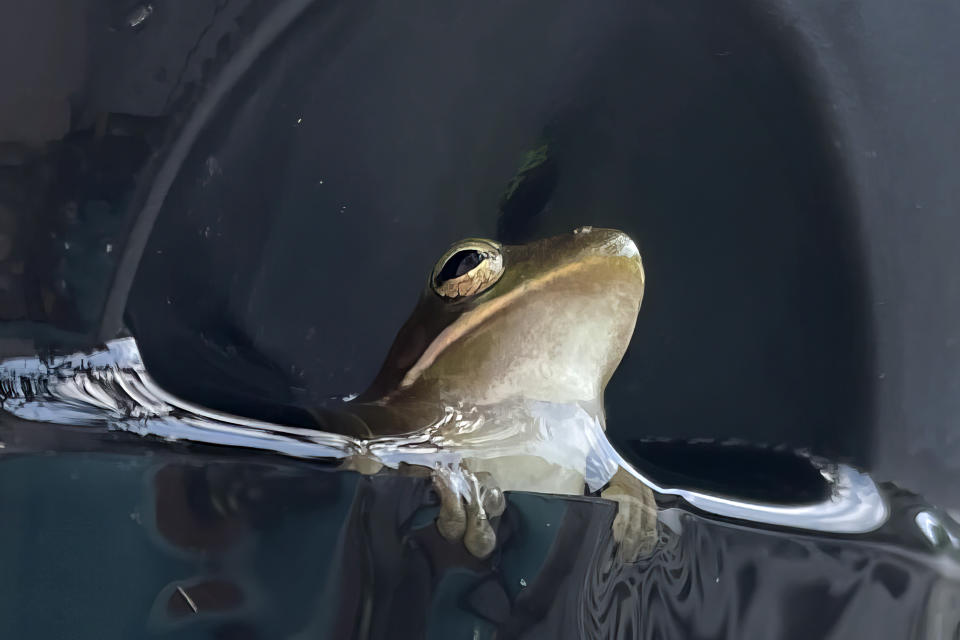 A tiny frog sits in the bottom of a hanging planter as it is watered during an extended heat wave in Harahan, La., Sunday, Aug. 20, 2023. (AP Photo/Gerald Herbert)