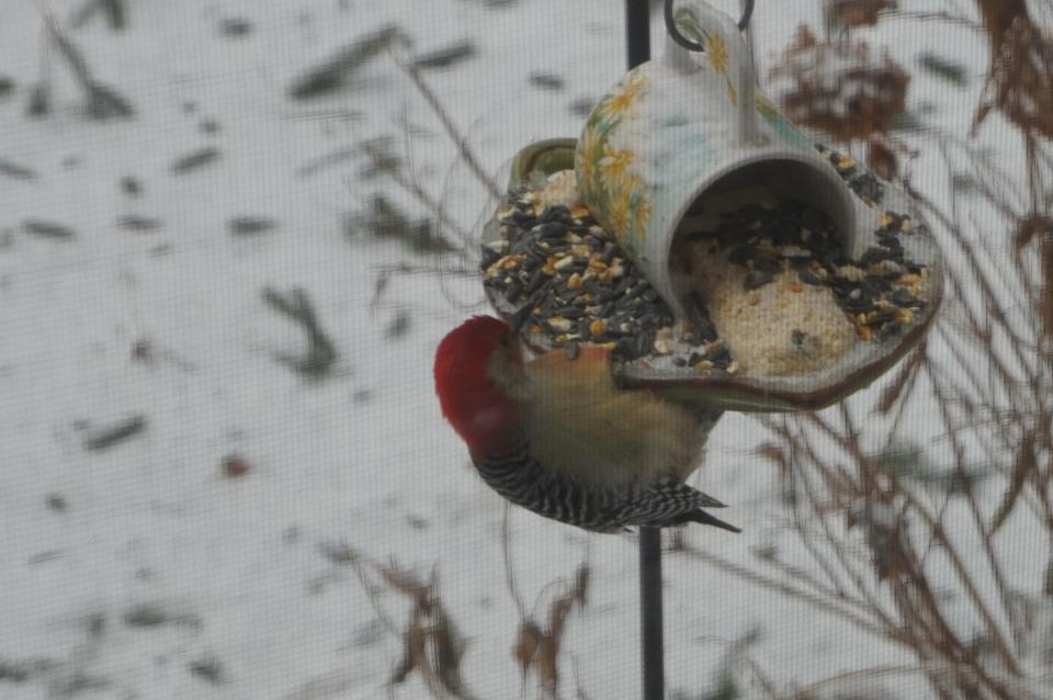 A red-bellied woodpecker grabs a bite at a birdfeeder on a cold day in Ohio.