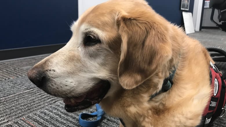 Victim services therapy dog retires after years of devoted service