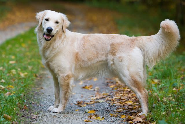 <p>Getty</p> A stock image of a golden retriever