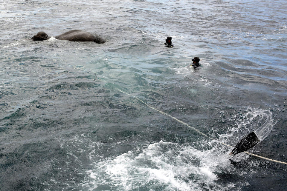 <p>A handout photo made available by Sri Lanka Navy media unit shows Sri Lanka Navy divers trying to tie a rope around an elephant who had strayed away into the open sea and trying to stay afloat off the East coast of the Island on July 12, 2017. (Photo: Sri Lanka Navy media unit/REX/Shutterstock) </p>