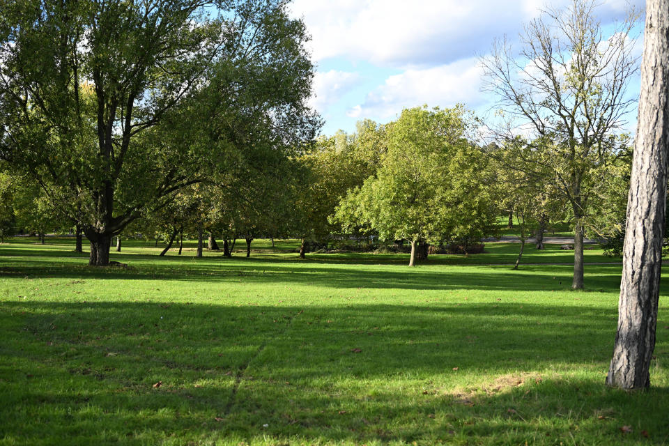 Park on a sunny day with green grass and trees