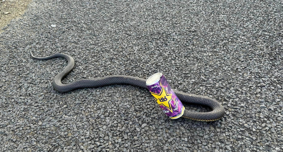 Copperhead snake on the road with its head caught in a drink can