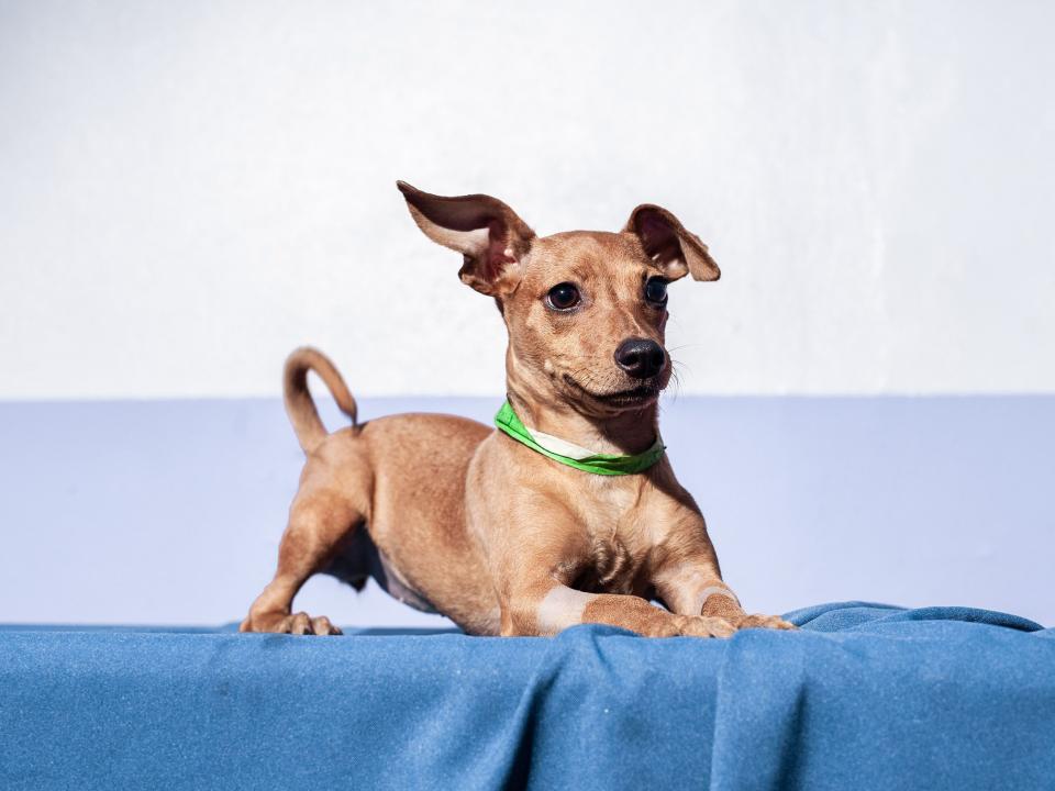 These Photos of Adorable Mutts Will Have You Running to Fill Out Adoption Papers