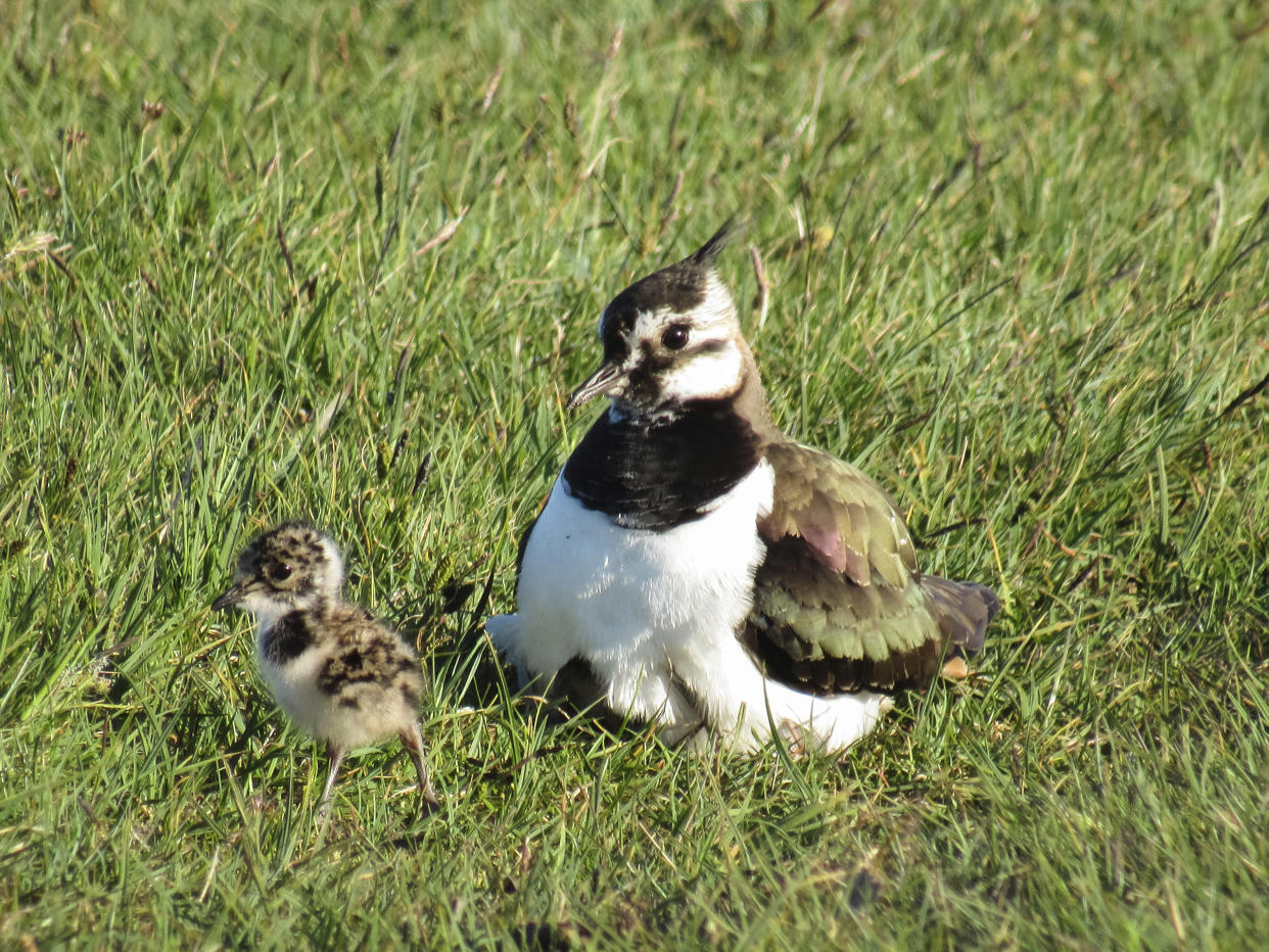 Lapwing adult sitting on grassland with chick