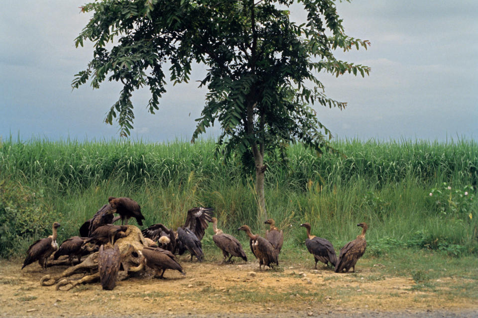 A photo shows vultures eating an animal carcass in India. / Credit: Amit Pasricha/INDIAPICTURE/Universal Images Group/Getty