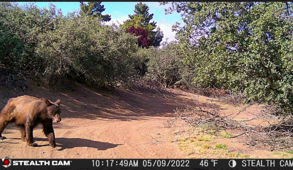 A motion-activated camera captures a black bear roaming the backyard of an Oak Hills home on Monday, May 9, 2022.