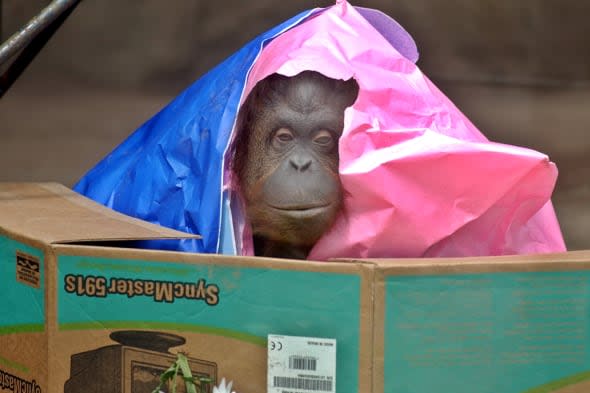 Court in Argentina grants basic human rights to orangutan