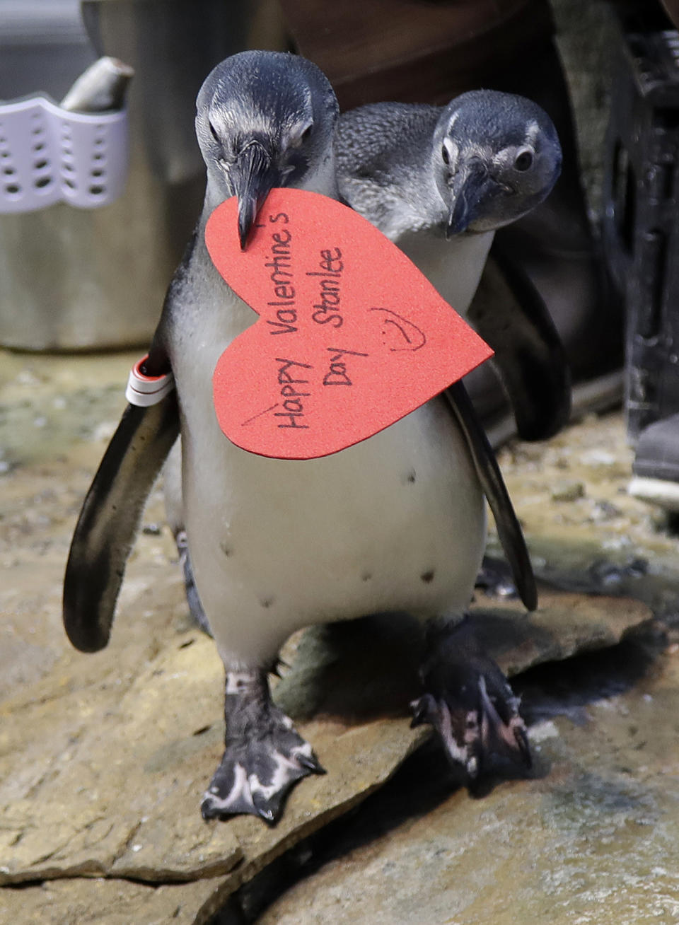 An African penguin walks away with a heart shaped valentine handed out by aquarium biologist Piper Dwight at the California Academy of Sciences in San Francisco, Tuesday, Feb. 12, 2019. The hearts were handed out to the penguins who naturally use similar material to build nests in the wild. (AP Photo/Jeff Chiu)