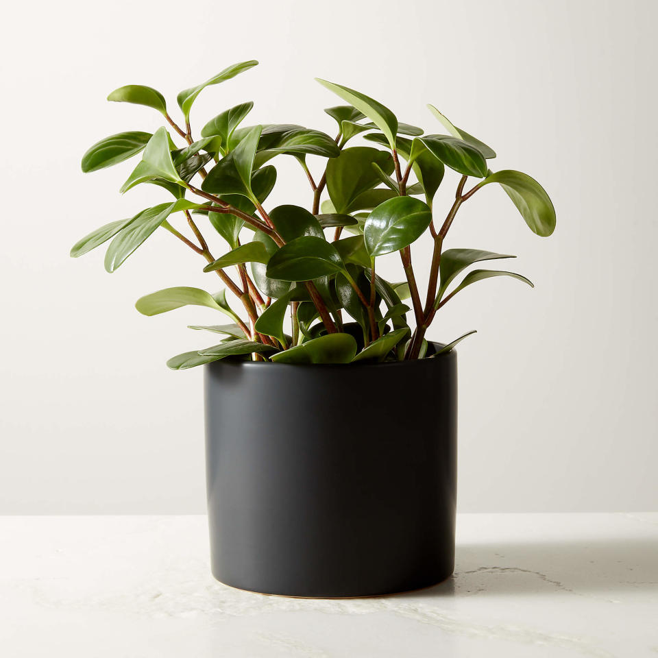 <p><a href="https://go.redirectingat.com?id=74968X1596630&url=https%3A%2F%2Fwww.cb2.com%2Flive-peperomia-obtusifolia-6-in-ceramic-black-pot%2Fs128933&sref=https%3A%2F%2Fwww.womenshealthmag.com%2Flife%2Fg26610281%2Fbest-indoor-plants%2F" rel="nofollow noopener" target="_blank" data-ylk="slk:Shop Now;elm:context_link;itc:0;sec:content-canvas" class="link ">Shop Now</a></p><p>Peperomia Obtusifolia</p><p>cb2.com</p><p>$59.95</p>