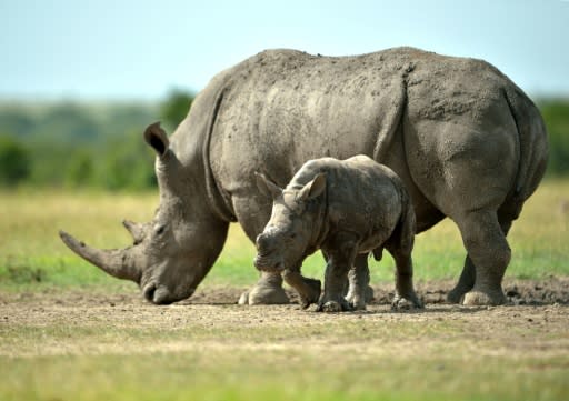 Artificial insemination of rhinos has rarely been attempted in zoos and there have only been a few births from this procedure in the past