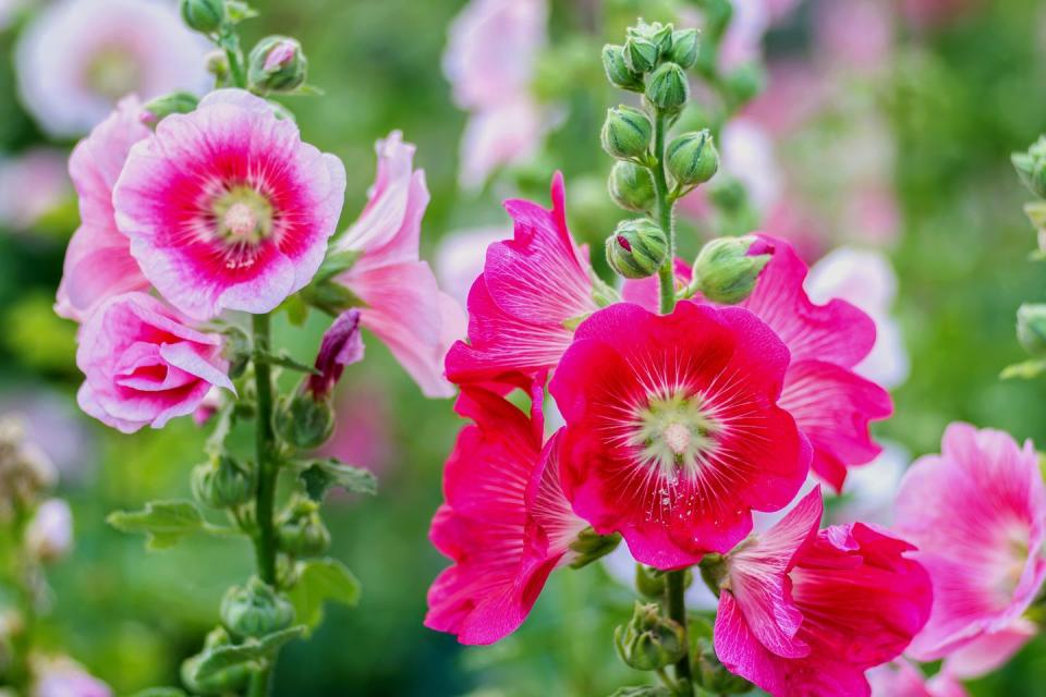 Hollyhocks