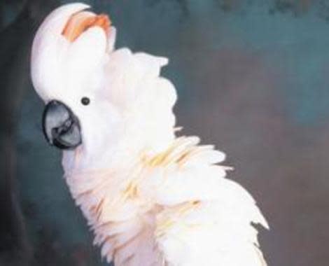 Cockatoos can pick complex locks