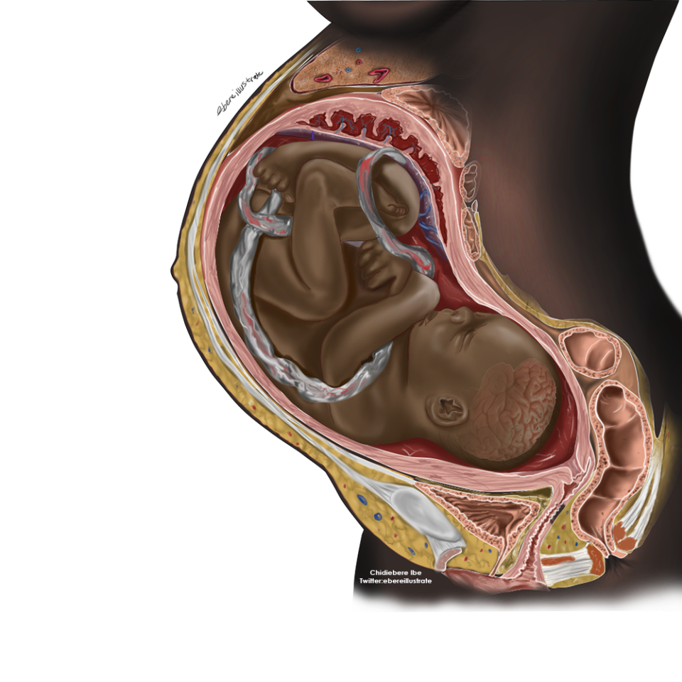 An illustration of a pregnant woman and fetus with dark skin.