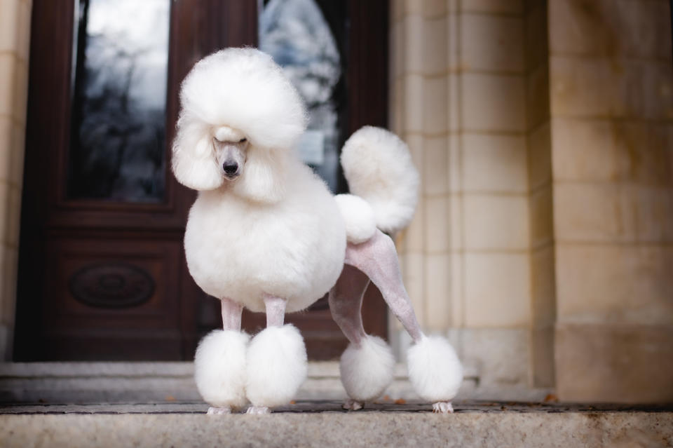 fancy groomed poodle