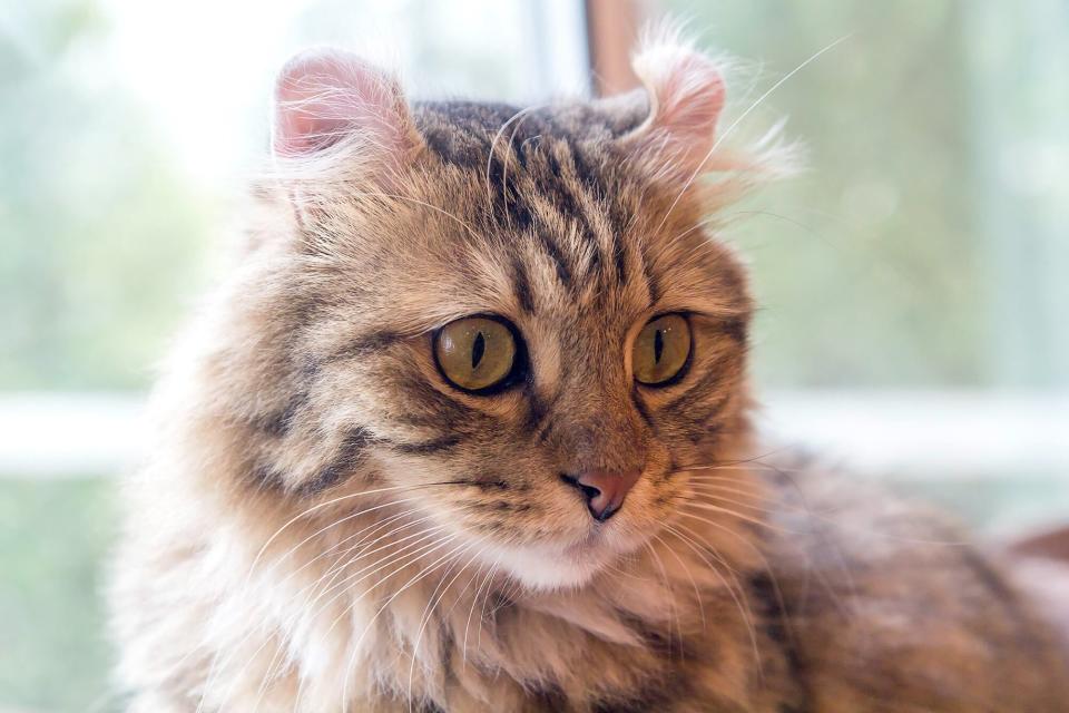 american curl near window