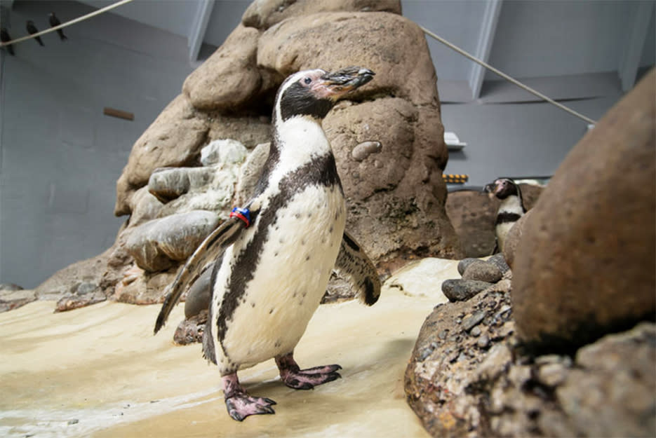 IMAGE: Mochica the Humboldt penguin has died at 31. (Shervin Hess / Oregon Zoo)