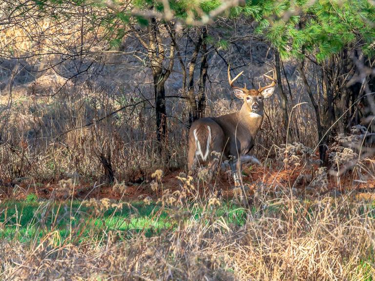 'Zombie' deer disease could spread to humans, experts warn