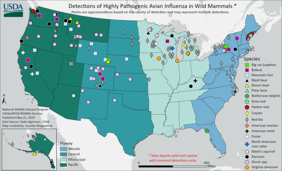 La gripe aviar ya no infecta solo a las aves silvestres y de corral. Otros animales de EEUU han contraído la enfermedad, según el USDA.