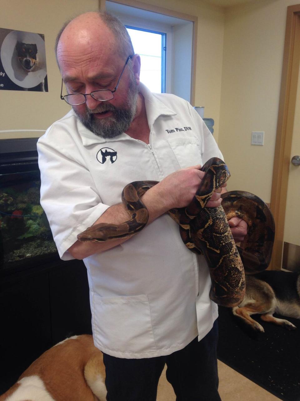 Dr. Tom Pisz holds Tiny, a seven-year-old ball python that was surrendered to the animal hospital last week. Ball pythons can live more than 30 years.