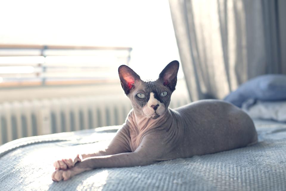 These Hairless Cat Breeds Are the Perfect Allergy-Friendly Pets