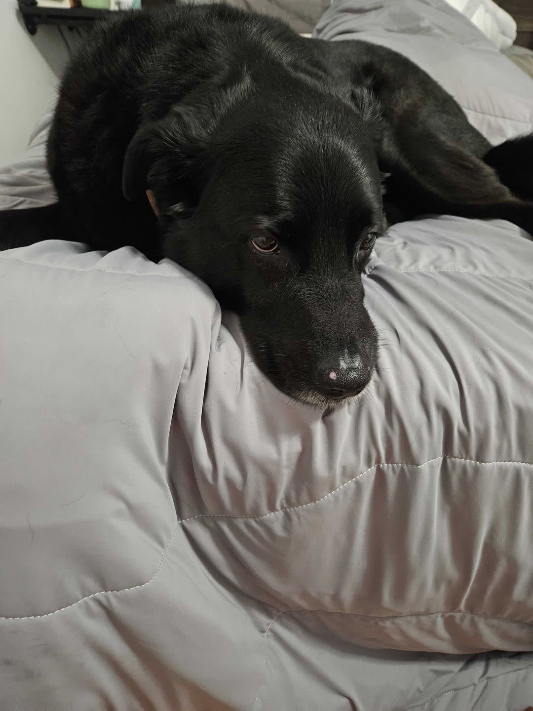 a black dog lying on a bed