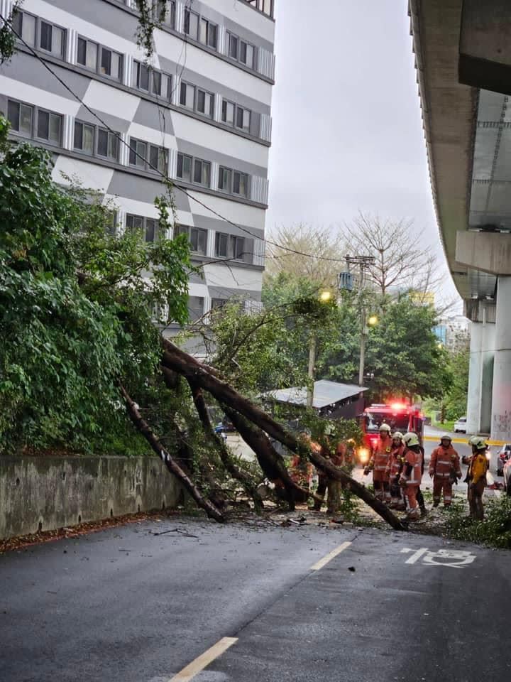 新竹市大學路51巷19日發生路樹倒塌意外，造成一名女騎士死亡。（圖／翻攝自PTT）