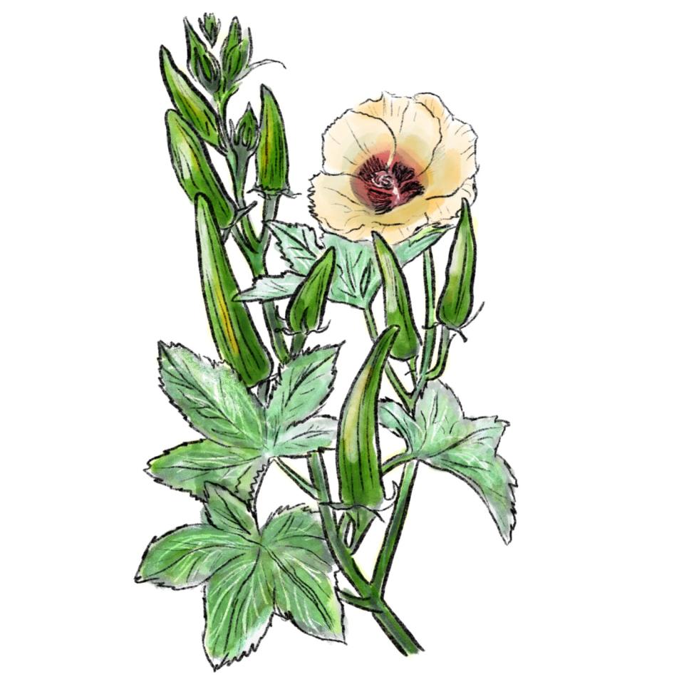 An illustration of okra growing on a plant with leaves and blooming flowers