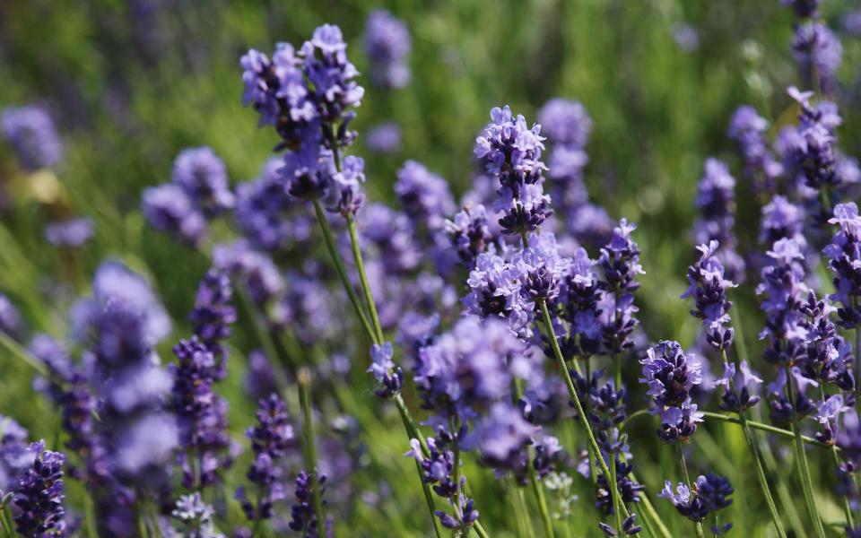 how to guide to grow lavender uk garden 2022 plany flower scent - Getty