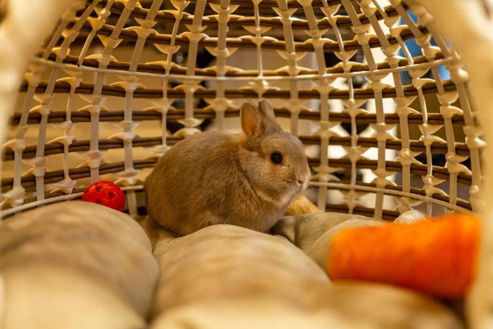 rabbit breeds netherland dwarf rabbit