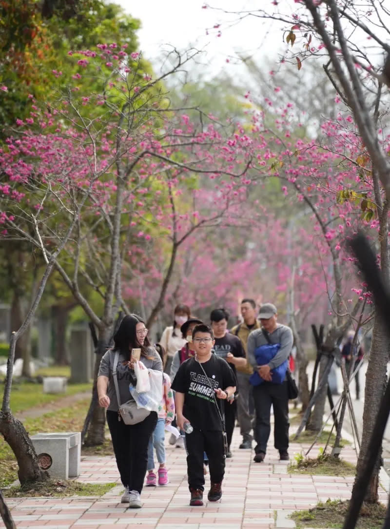 ▲新社櫻花季開跑，二萬多棵山櫻花齊綻放，夢幻花海讓人著迷。（圖／新社區公所提供）