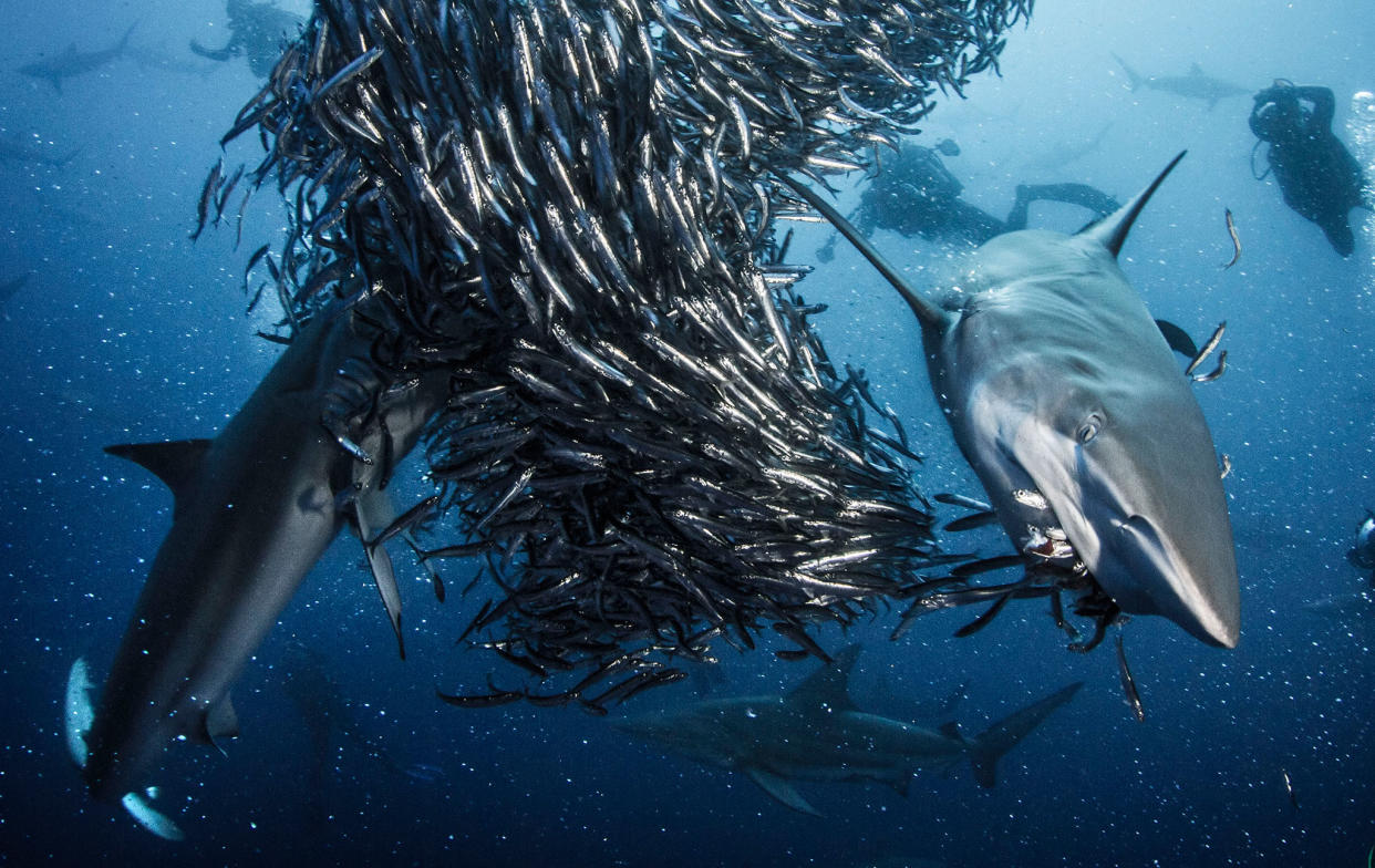 Anchovies, seen here being eaten by Blacktip sharks, are mistaking plastic waste for food: Morne Hardenberg/Atlantic Edge Films/BBC