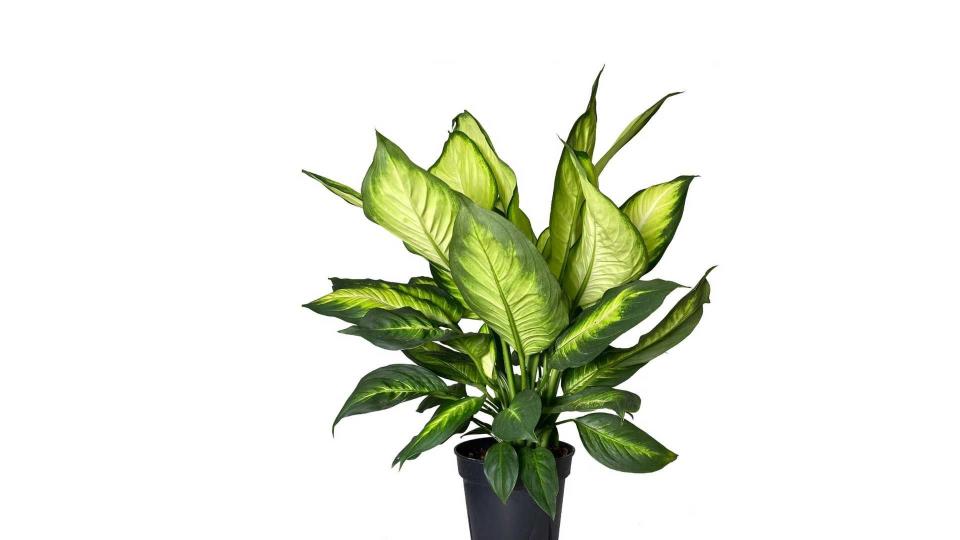 7) Dieffenbachia