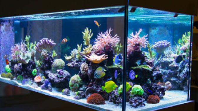 aquarium ikan koki