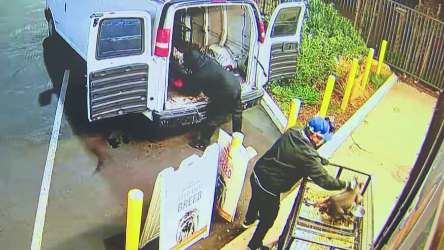 Security video captured a $100,000 dog heist after thieves ransacked a pet shop in Gardena on Nov. 21, 2023. (Top Dog Pet Store)