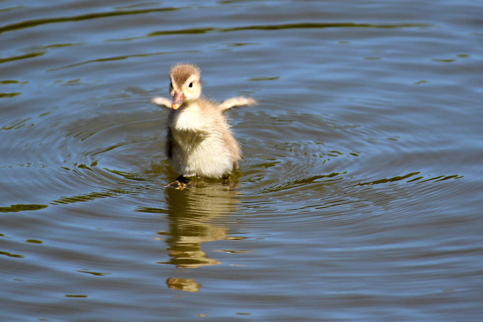 Walking on Water