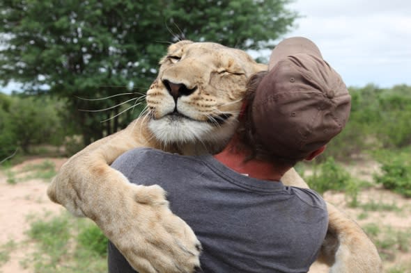 Sirga the lion taught to hunt by man that saved her Val Gruener